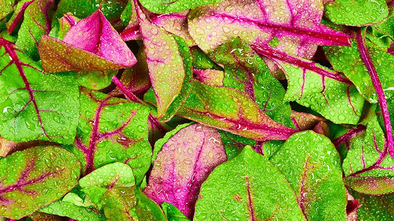 Colorful salad with water droplets