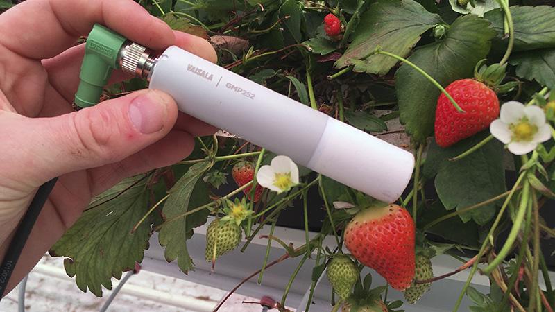 GMP252 CO2 measurement probe