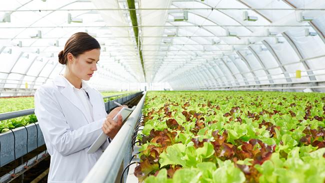 Greenhouse measurements