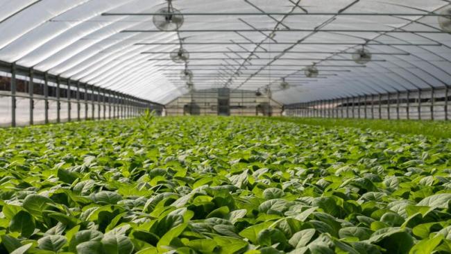 Greenhouse field of plants