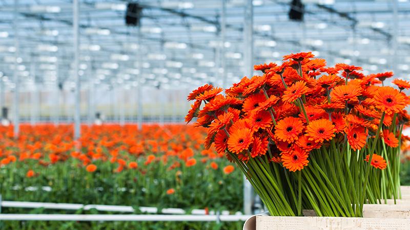 Flowers in a greenhouse