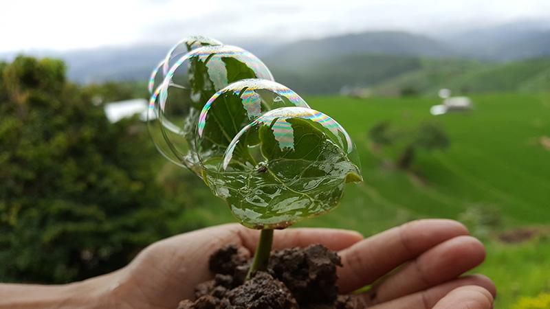Hand holding plant