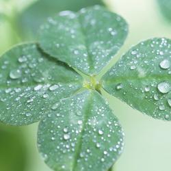 Four leaf clover with droplets